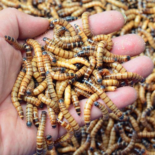 有哪些適合龍魚的餌料可以替代面包蟲？，如何選擇適合自己的龍魚餌料