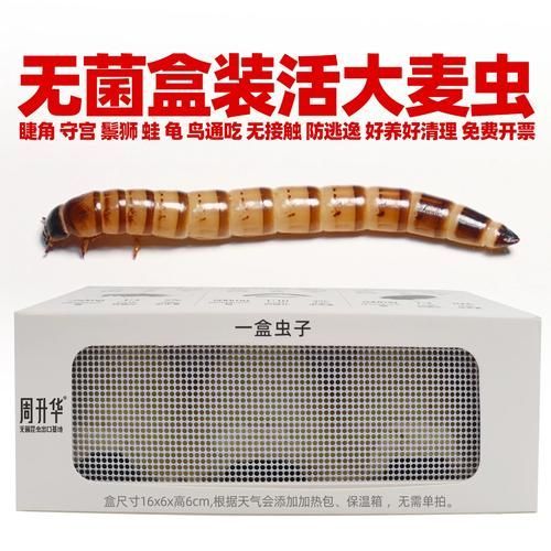 有哪些適合龍魚的餌料可以替代面包蟲？，如何選擇適合自己的龍魚餌料