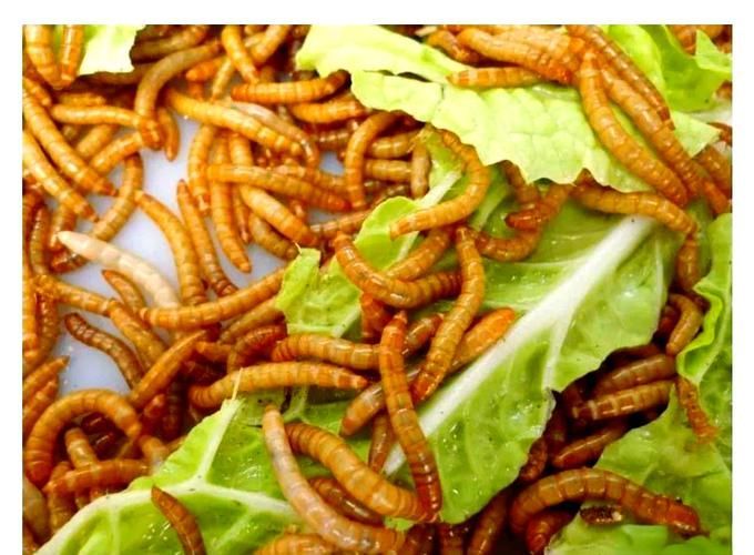 有哪些適合龍魚的餌料可以替代面包蟲？，如何選擇適合自己的龍魚餌料