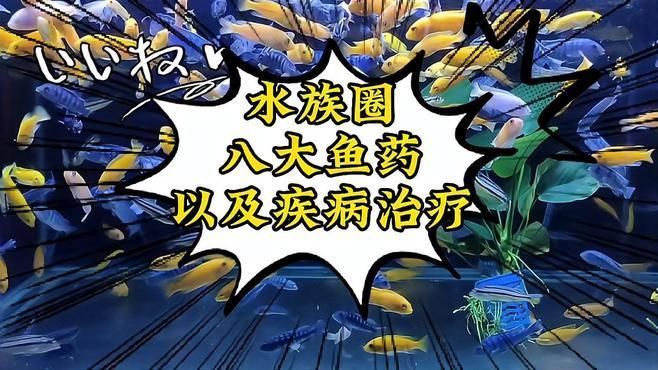 給我一些治療魚爛鰓病的藥物，治療魚爛鰓病的常用藥物