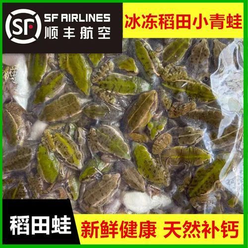 有哪些餌料適合雷龍魚