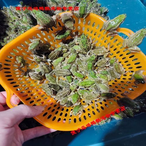 有哪些餌料適合雷龍魚