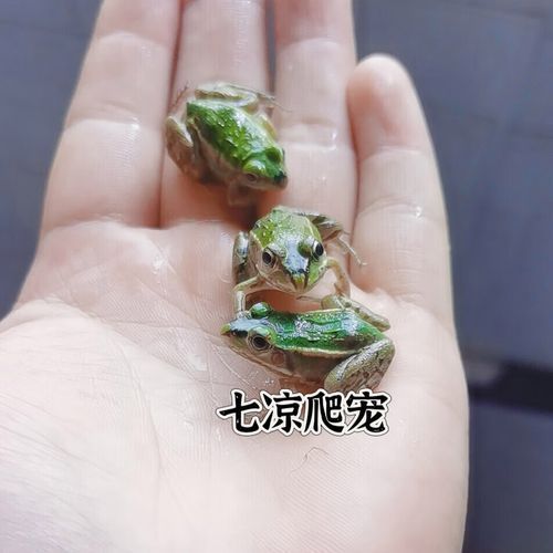 有哪些餌料適合雷龍魚