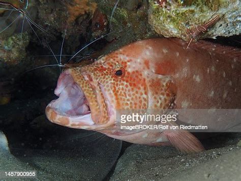 給我更多龍魚(yú)嘴巴的圖片，關(guān)于龍魚(yú)嘴巴的詳細(xì)解析