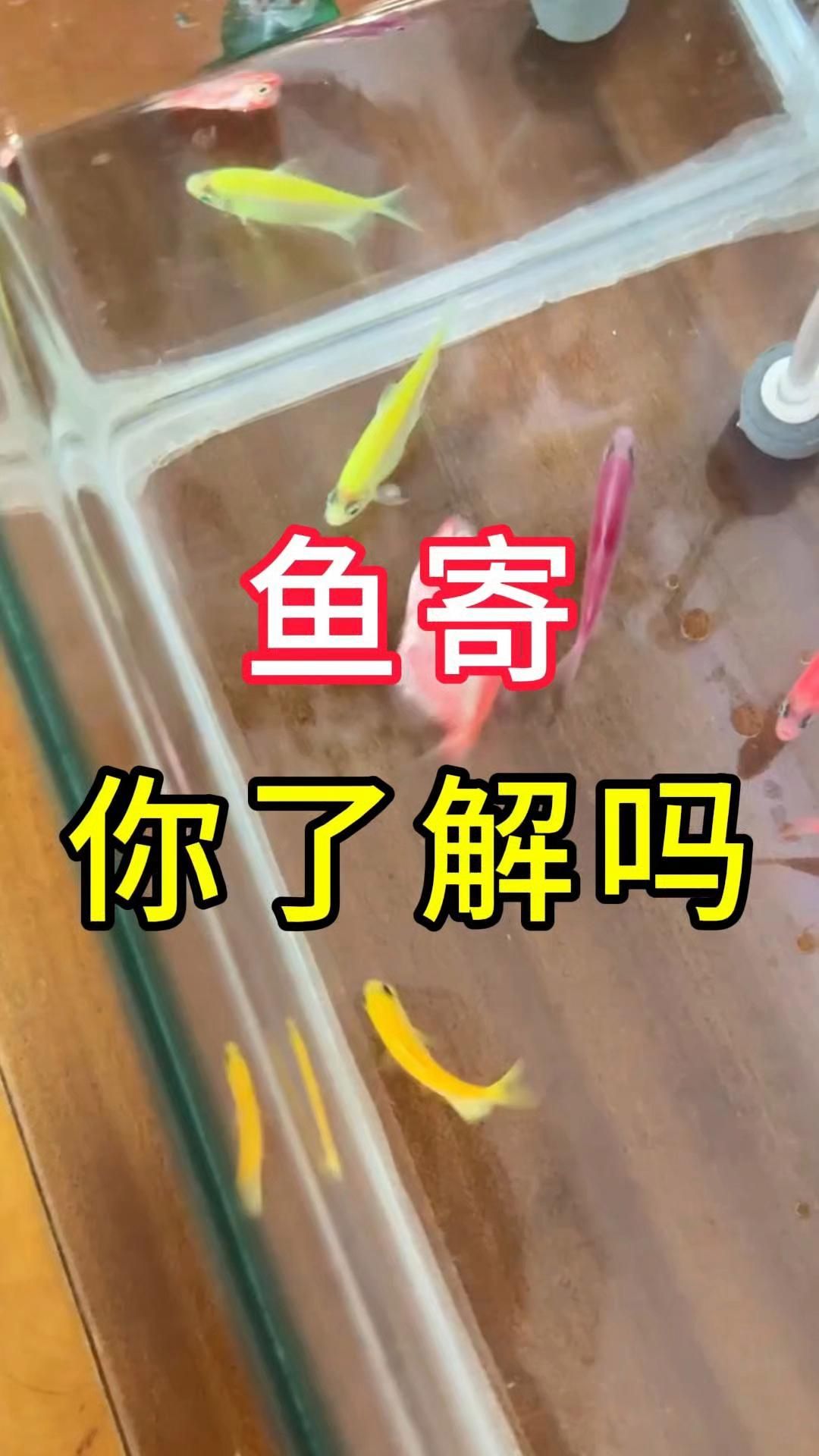 哪些魚類寄生蟲對人體有害，哪些魚類寄生蟲對人體有害食用淡水魚或處理不當(dāng)?shù)暮ｔ~