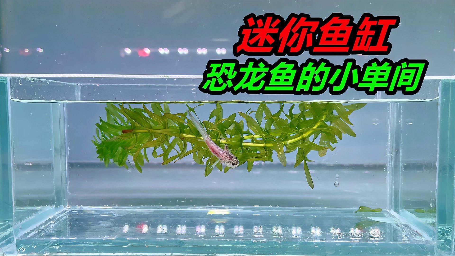 六角恐龍魚需要多大的魚缸？，六角恐龍魚新手飼養指南