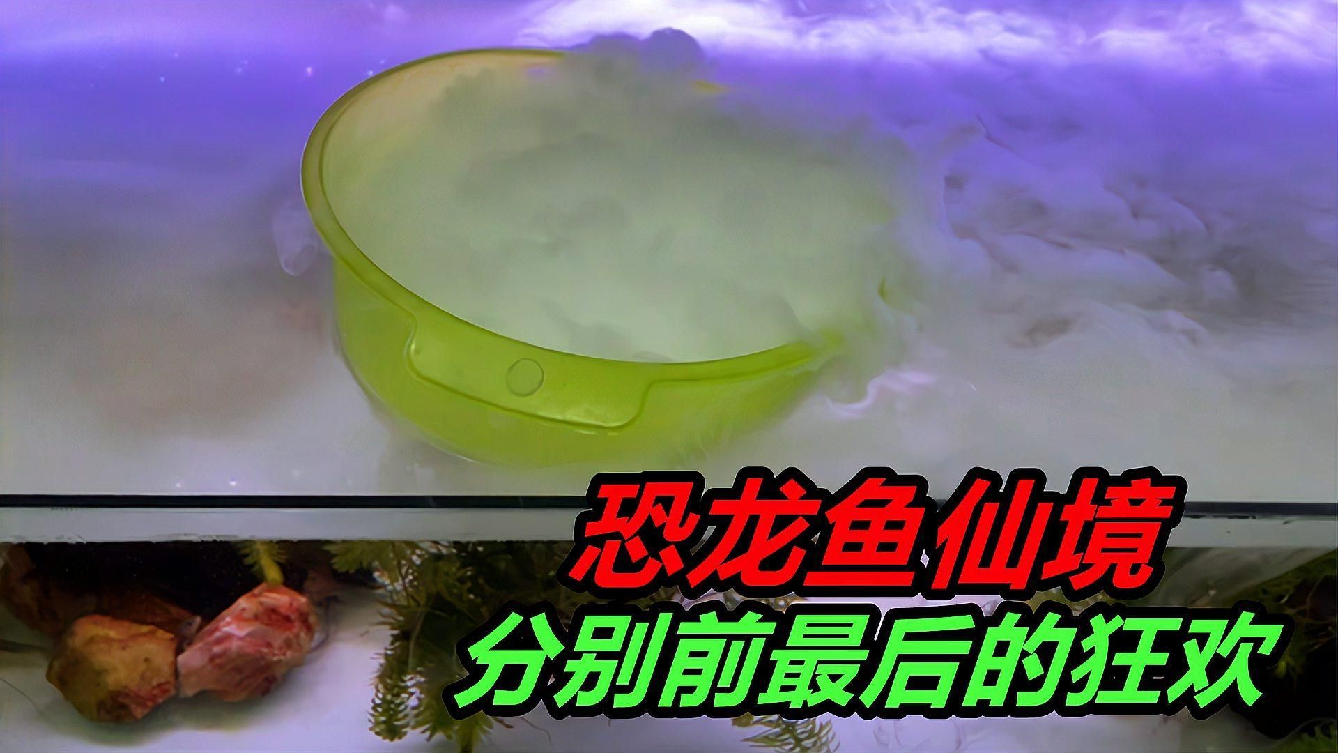 六角恐龍魚需要多大的魚缸？，六角恐龍魚新手飼養指南