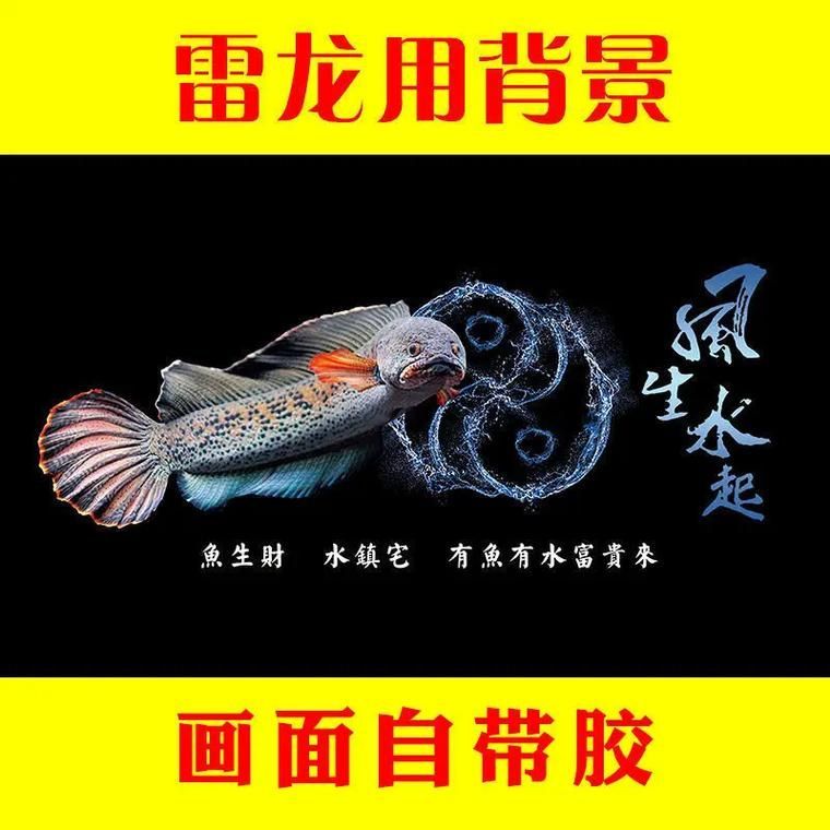 過背金龍魚缸背景貼紙推薦，過背金龍魚缸背景貼紙推薦調用工具百度優選展開