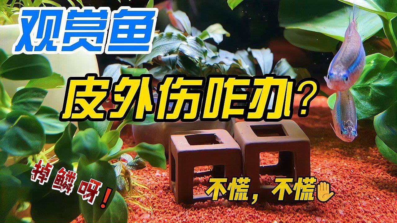 魚爛尾爛鰭最簡(jiǎn)單三個(gè)原因，魚爛尾爛鰭怎么辦