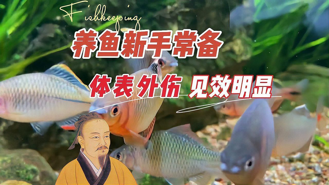 魚爛尾爛鰭最簡(jiǎn)單三個(gè)原因，魚爛尾爛鰭怎么辦