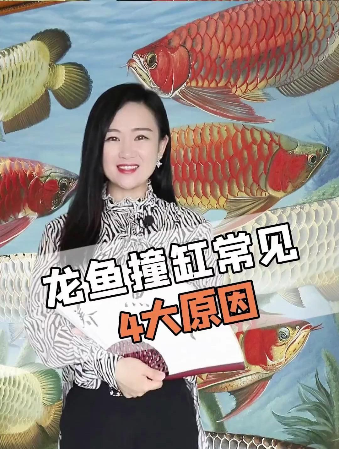 龍魚突然瘋了一般撞缸，龍魚撞缸常見4大原因及對策龍魚撞缸常見4大原因及對策