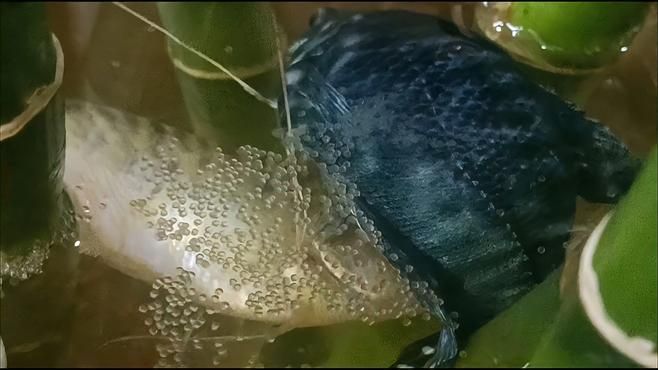 曼龍魚繁殖需要多久，曼龍魚繁殖指南