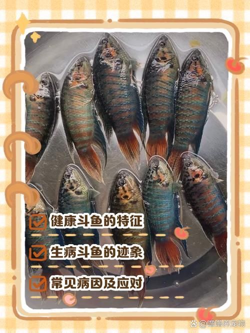 如何預防魚被細菌感染，如何科學預防魚類細菌感染