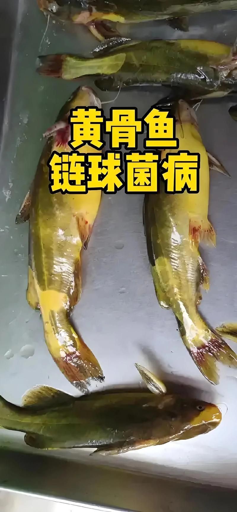 如何預防魚被細菌感染，如何科學預防魚類細菌感染