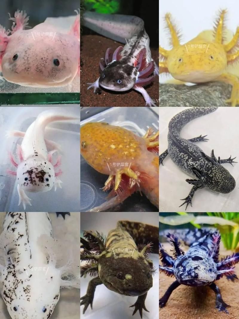 六角恐龍魚有哪些品種