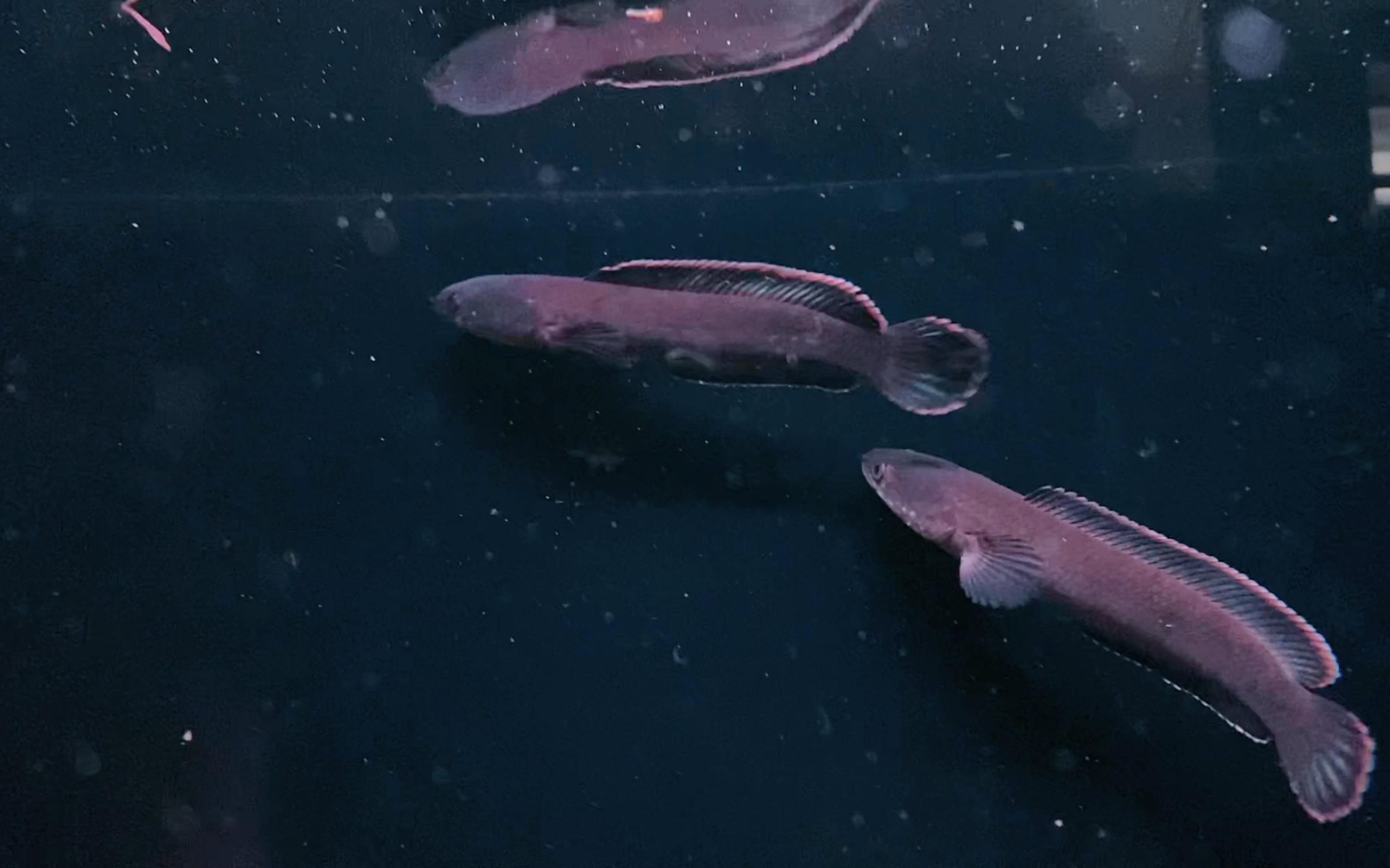 如何區(qū)分不同品種的龍魚(yú)公母？，如何區(qū)分不同品種龍魚(yú)的公母？