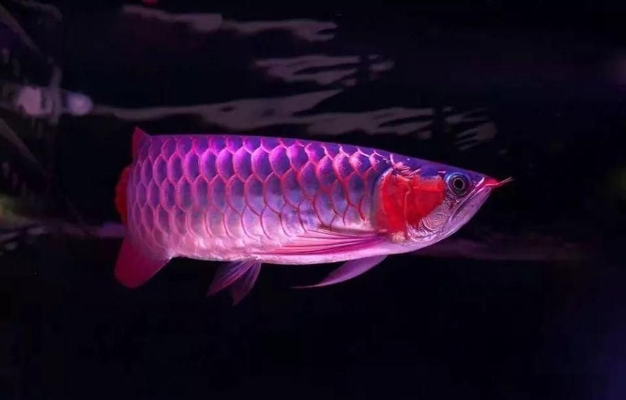 永春龍魚的飼養方法是什么？，中國福建永春龍魚的飼養指南（永春龍魚飼養指南）