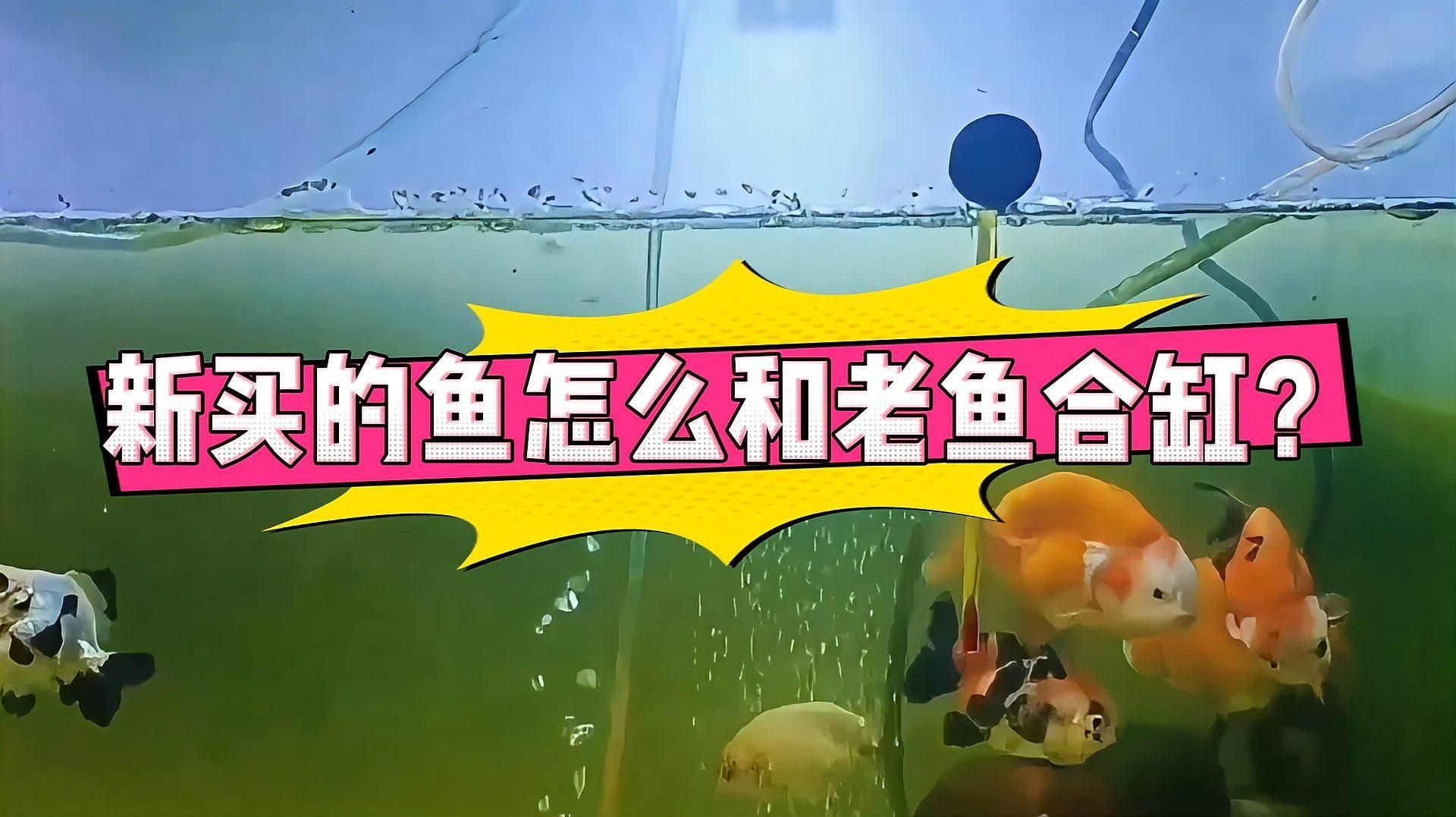 新買的魚怎么和老魚合缸，新買的魚怎么和老魚合缸完美過渡指南