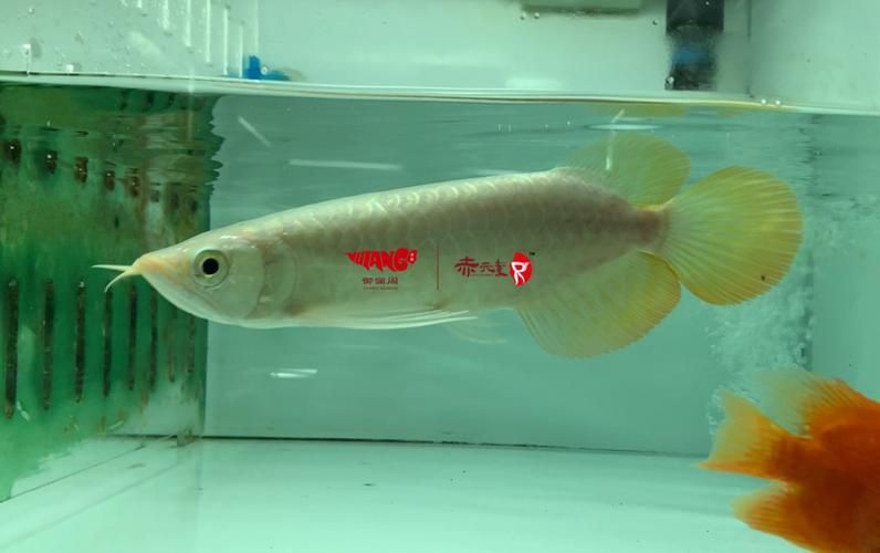 赫舞紅龍魚有哪些常見品種，赫舞紅龍魚有哪些品種