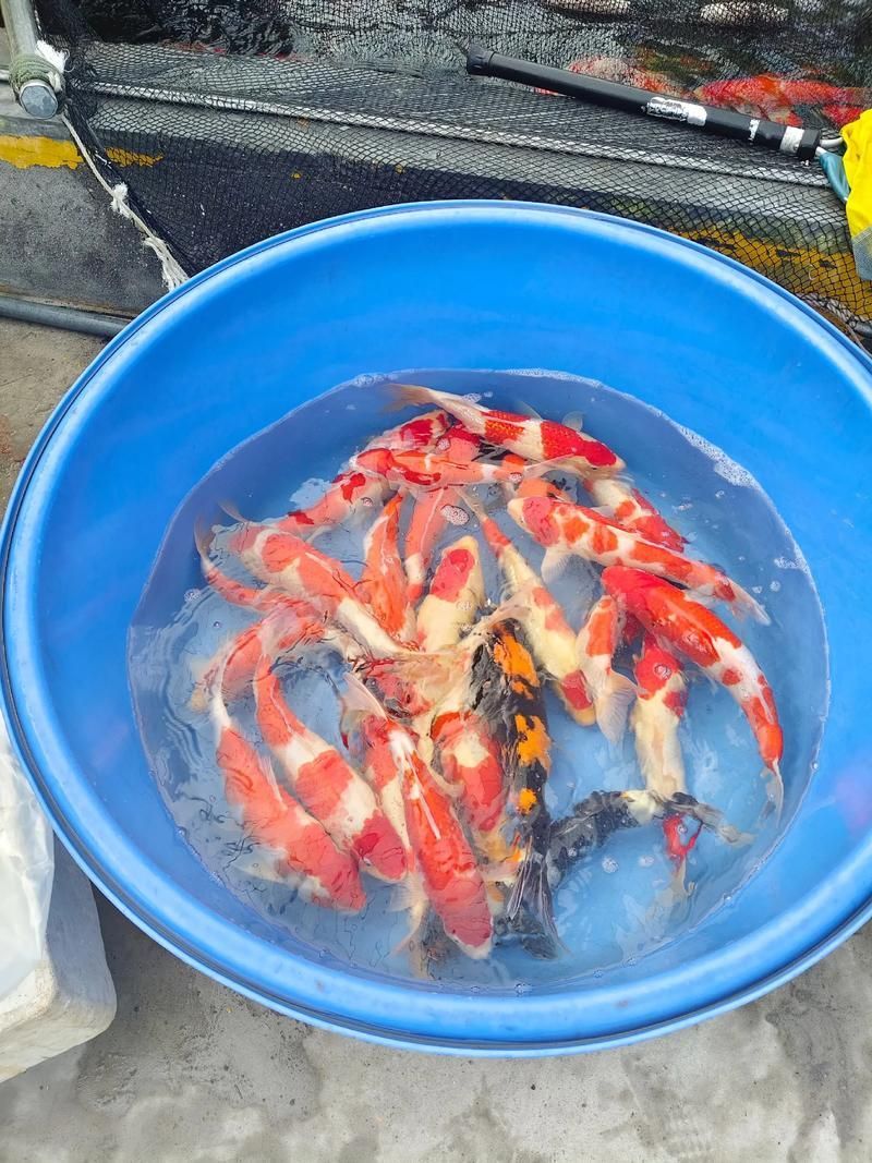 如何獲取最新的觀賞魚批發(fā)價(jià)格，如何獲取最新觀賞魚批發(fā)價(jià)格