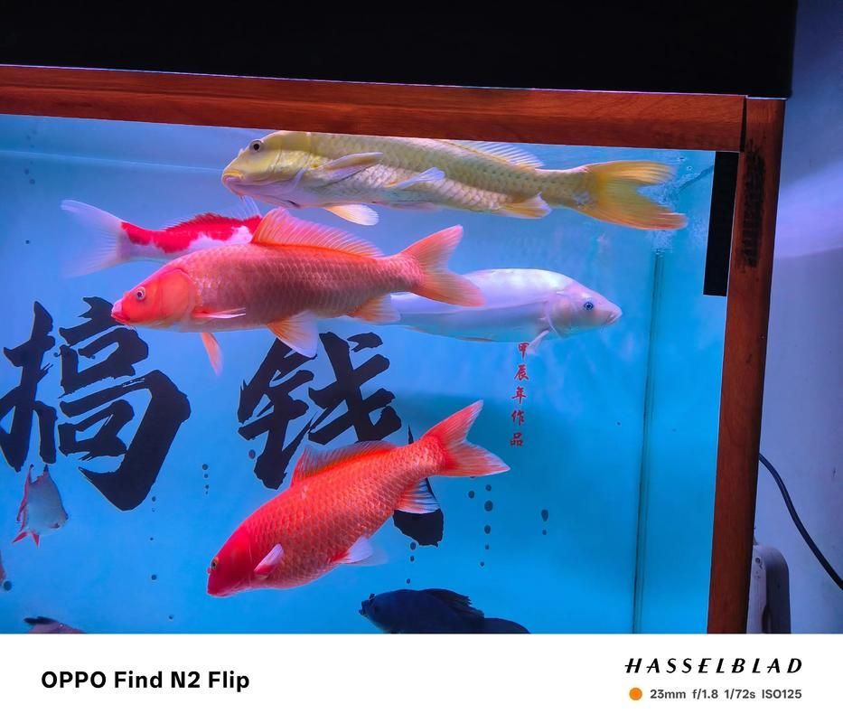 如何獲取最新的觀賞魚批發(fā)價(jià)格，如何獲取最新觀賞魚批發(fā)價(jià)格