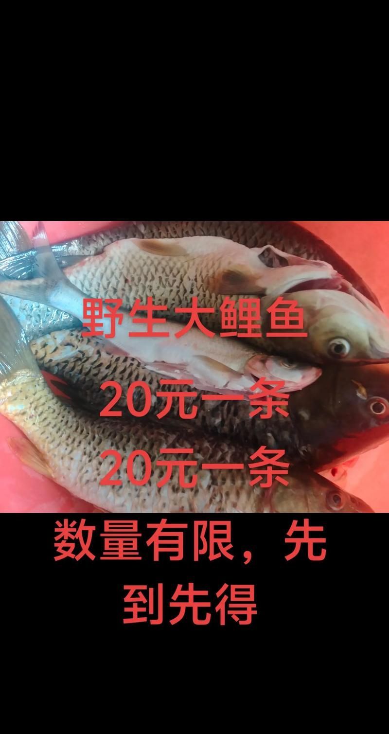 如何獲取最新的觀賞魚批發(fā)價(jià)格，如何獲取最新觀賞魚批發(fā)價(jià)格
