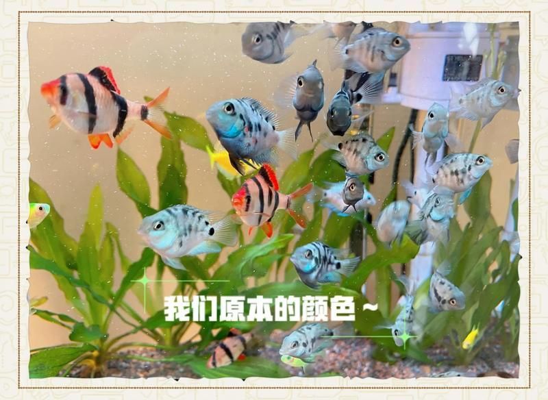 有哪些方法可以緊急降低魚缸水溫？，夏天魚缸緊急降溫5大妙招讓魚兒舒適過夏漫影小孫