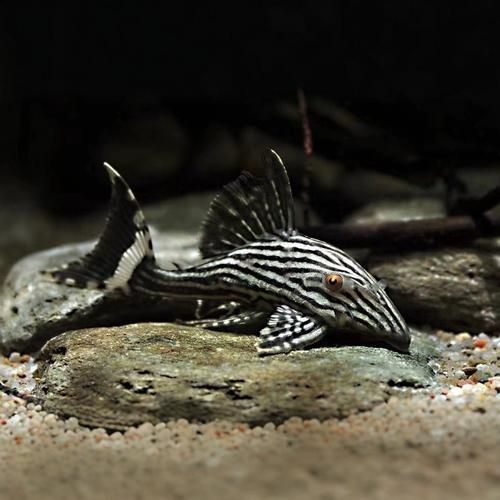 南美異型魚，panaque異型魚（loricariidae）