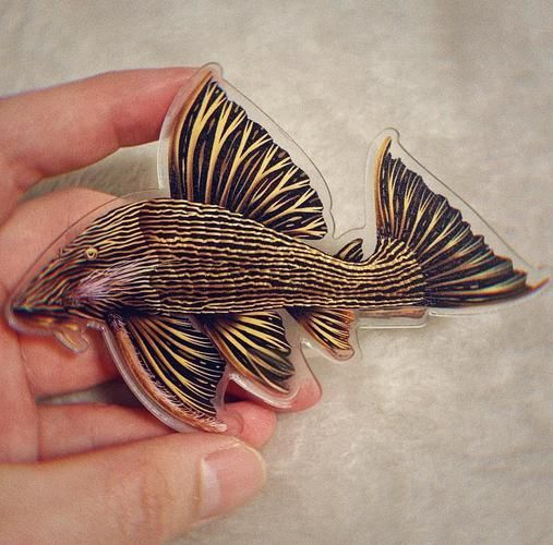 南美異型魚，panaque異型魚（loricariidae）