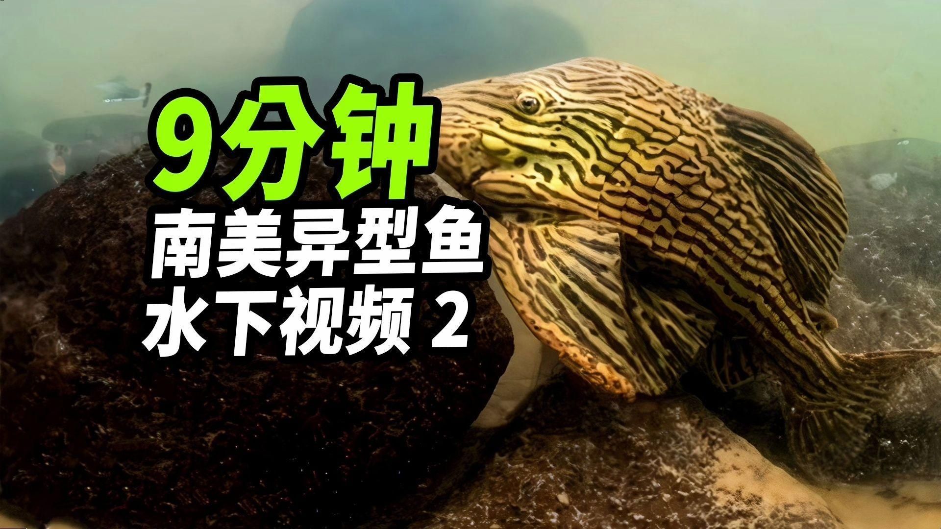 南美異型魚，panaque異型魚（loricariidae）