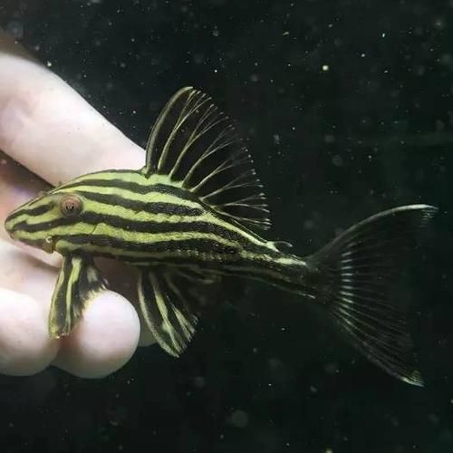 南美異型魚，panaque異型魚（loricariidae）