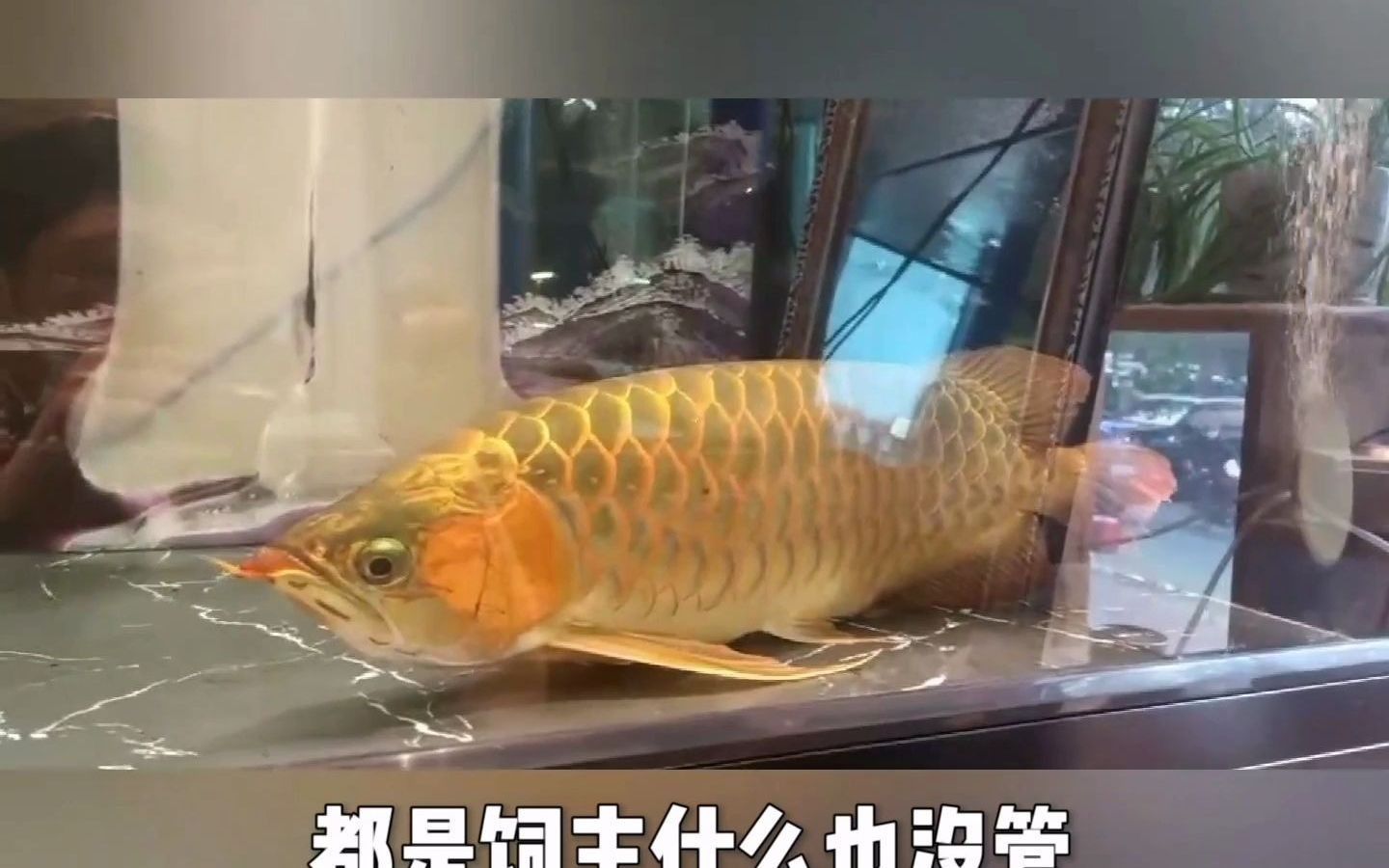 龍魚趴缸后多久會恢復活力，龍魚趴缸后多久會恢復活力？