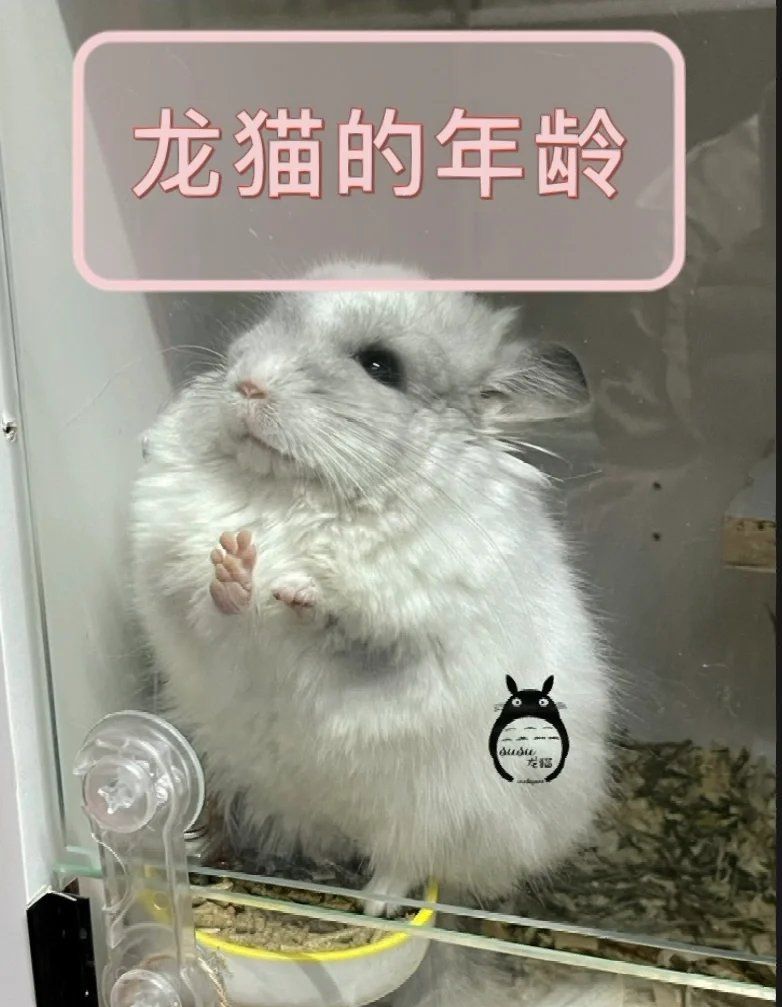 龍貓的成長階段是怎樣的，如何區分龍貓的成長階段