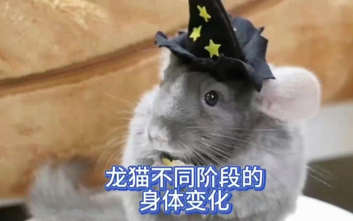 龍貓的成長階段是怎樣的，如何區分龍貓的成長階段