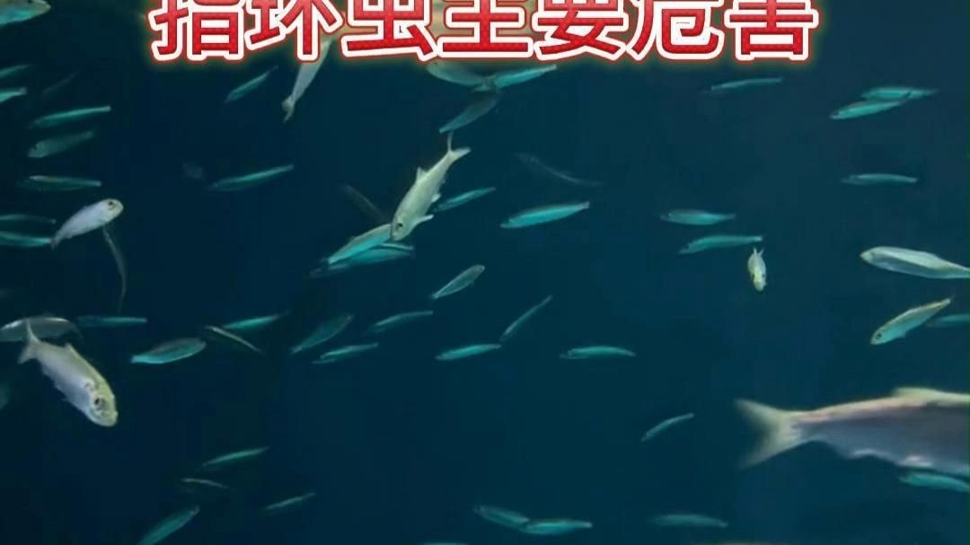 指環蟲和中華鳋哪個更危害龍魚