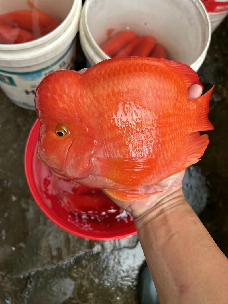 如何辨別財神鸚鵡魚的品相？，如何辨別財神鸚鵡魚的品相，