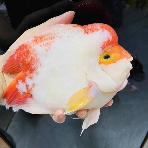 如何辨別財神鸚鵡魚的品相？，如何辨別財神鸚鵡魚的品相，