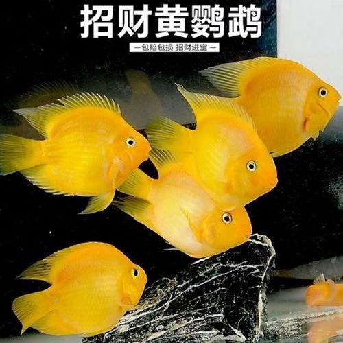 如何辨別財神鸚鵡魚的品相？，如何辨別財神鸚鵡魚的品相，