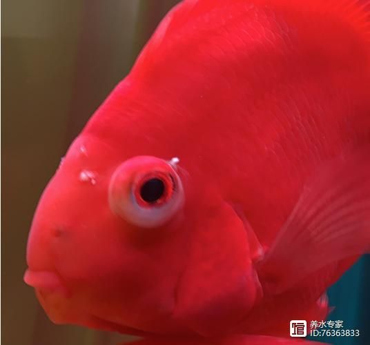 給我一些預(yù)防紅龍魚(yú)凸眼病的圖片，如何判斷紅龍魚(yú)是否患有凸眼病