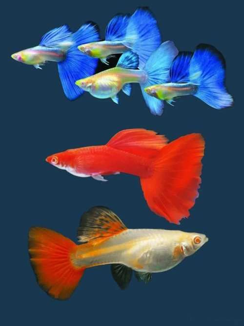 給我一些預(yù)防紅龍魚(yú)凸眼病的圖片，如何判斷紅龍魚(yú)是否患有凸眼病