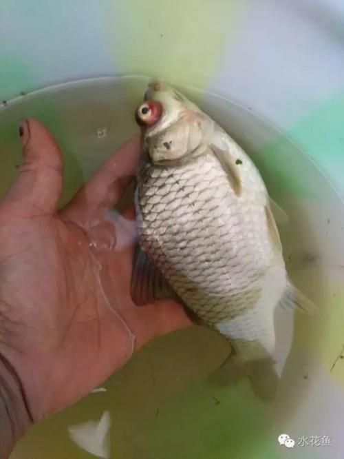 給我一些預(yù)防紅龍魚(yú)凸眼病的圖片，如何判斷紅龍魚(yú)是否患有凸眼病