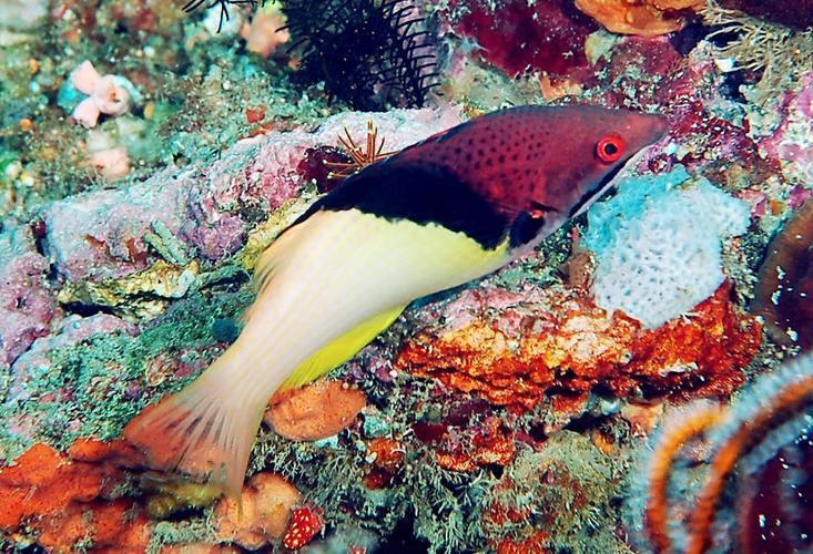 如何安全地食用三元龍魚？，三元龍魚是一種珍貴的觀賞魚基因其獨特的形態(tài)而受到許多水族愛好