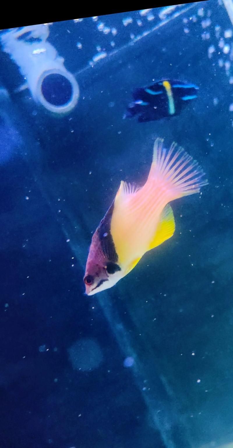 如何安全地食用三元龍魚？，三元龍魚是一種珍貴的觀賞魚基因其獨特的形態(tài)而受到許多水族愛好