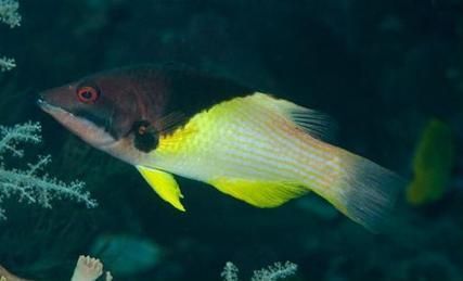 如何安全地食用三元龍魚？，三元龍魚是一種珍貴的觀賞魚基因其獨特的形態(tài)而受到許多水族愛好