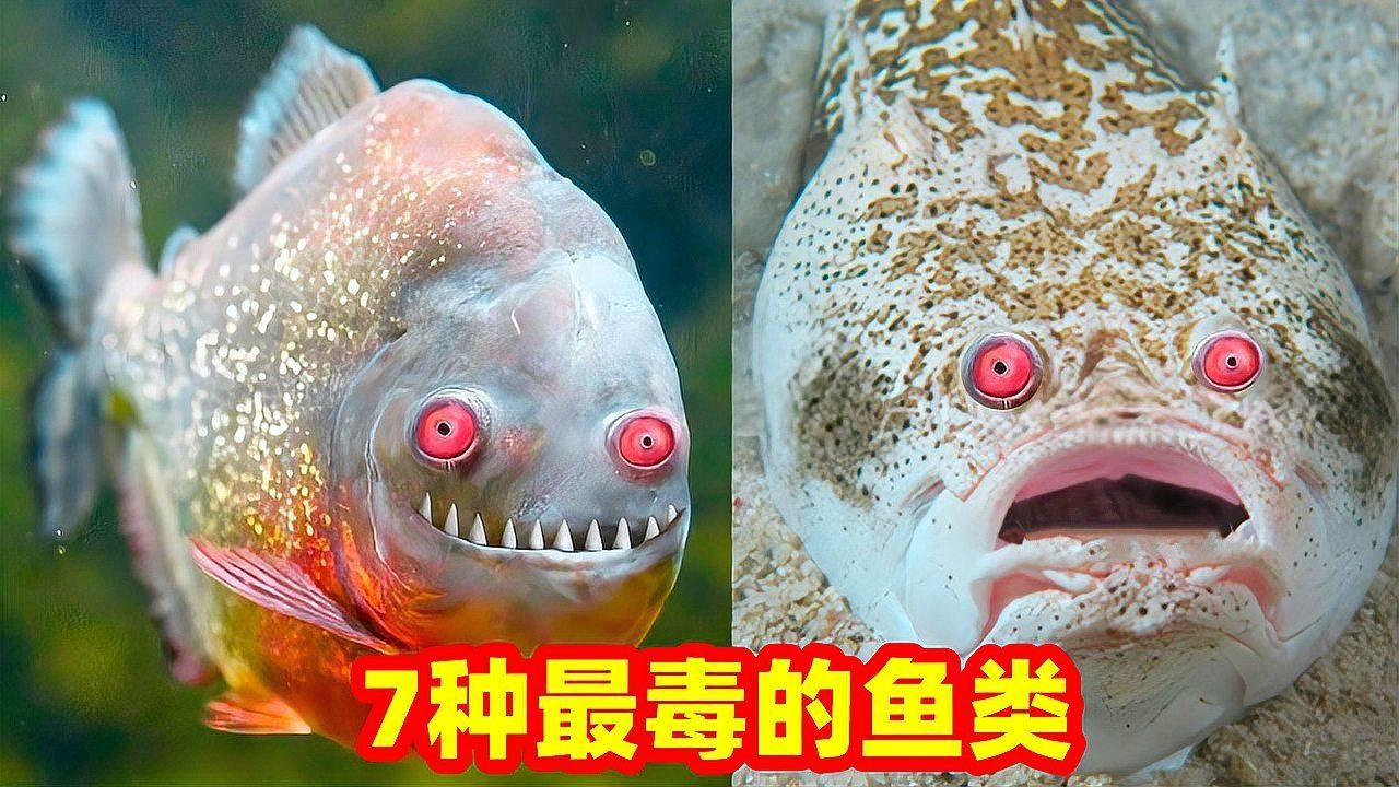 有哪些魚類具有毒腺，海洋毒腺的魚類及其特點：**刺魚類及其特點
