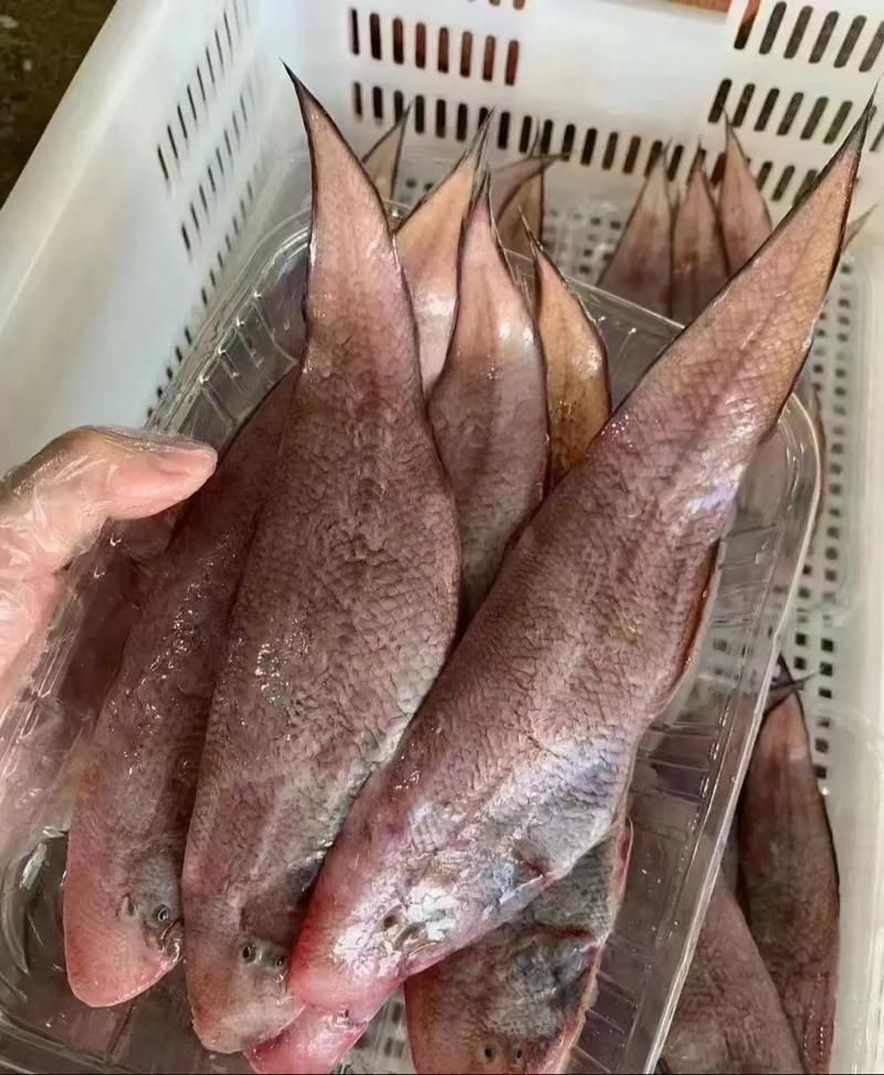 如何挑選新鮮的龍利魚，如何挑選新鮮的龍利魚（含視覺鑒別要點）（含視覺鑒別指南）