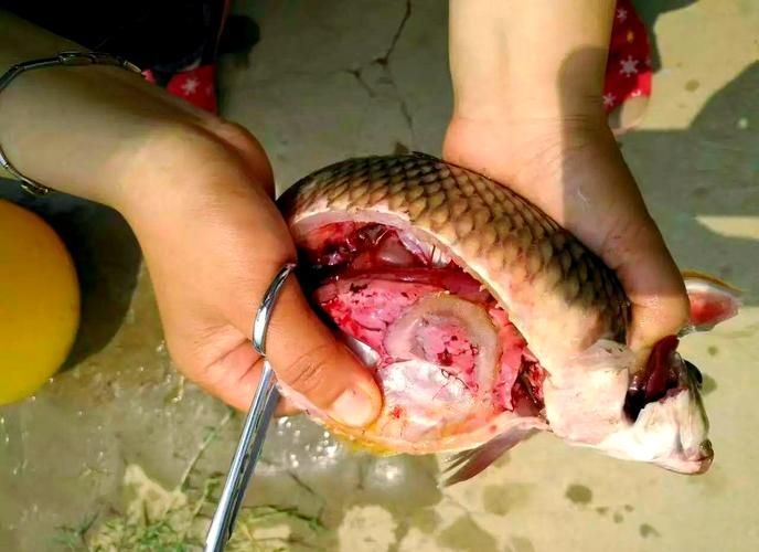 給我一些預(yù)防魚充血的圖片，如何預(yù)防魚充血