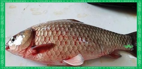 給我一些預(yù)防魚充血的圖片，如何預(yù)防魚充血