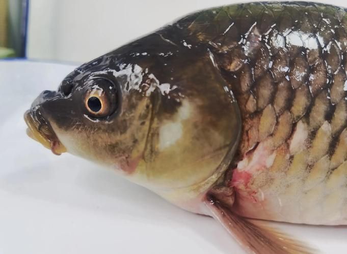 給我一些預(yù)防魚充血的圖片，如何預(yù)防魚充血