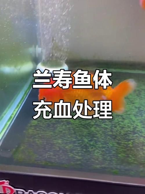 給我一些預(yù)防魚充血的圖片，如何預(yù)防魚充血